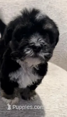 Cole, a male Maltipoo for sale in Irvine, CA – Photo 1 of 2