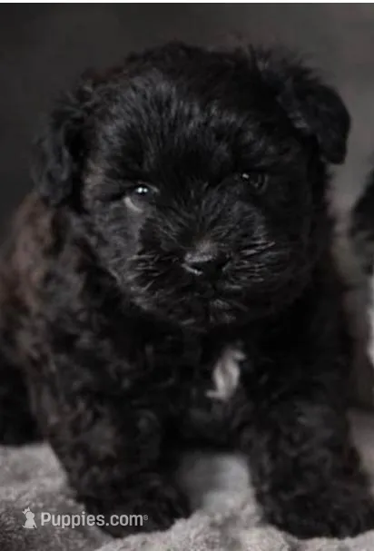 Smokey – Maltipoo puppy for sale in Irvine, CA
