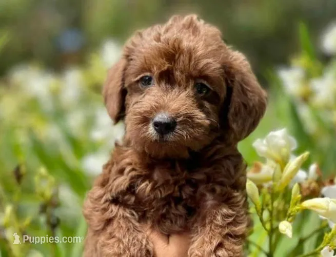 Cookie – Maltipoo puppy for sale in Irvine, CA