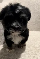 Cole, a male Maltipoo for sale in Irvine, CA – Photo 2 of 2