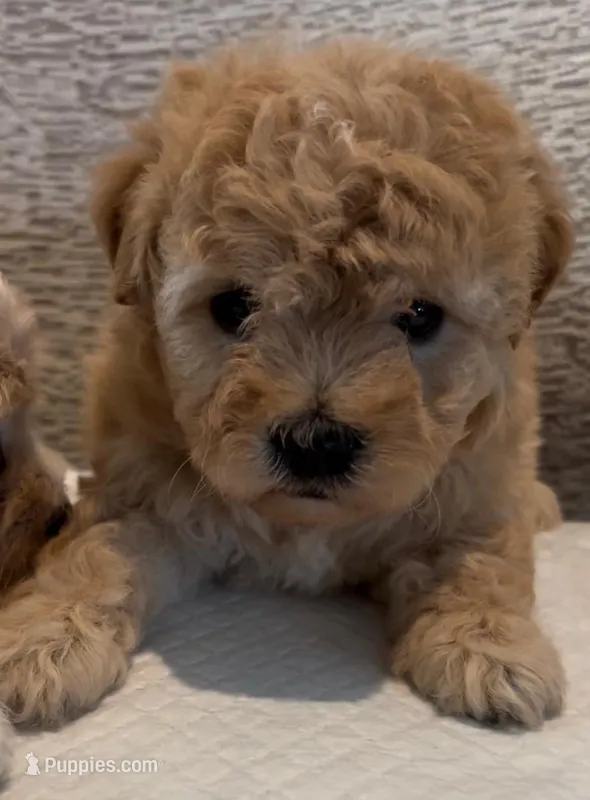 Dana – Maltipoo puppy for sale in Irvine, CA