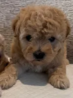 Dana, a female Maltipoo for sale in Irvine, CA – 1 of 1