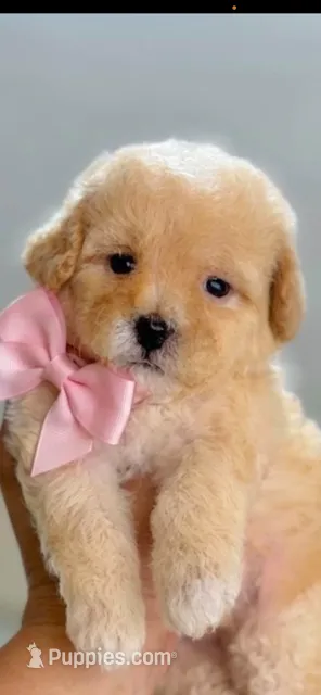 Thea – Maltipoo puppy for sale in Irvine, CA