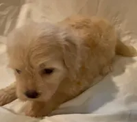 Lola, a female Maltipoo for sale in Irvine, CA – 2 of 2
