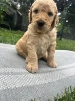 Go Jo, a male Goldendoodle for sale in Reno, NV – 2 of 5