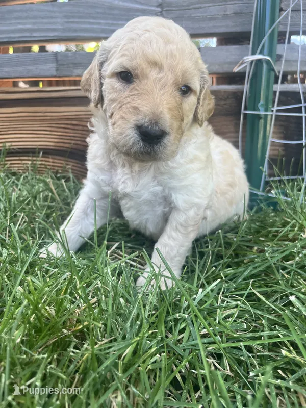 Crinkly  – Goldendoodle puppy for sale in Reno, NV
