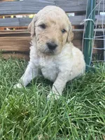 Crinkly , a male Goldendoodle for sale in Reno, NV – 1 of 5