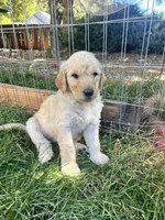 Taters, a male Goldendoodle for sale in Reno, NV – 4 of 6