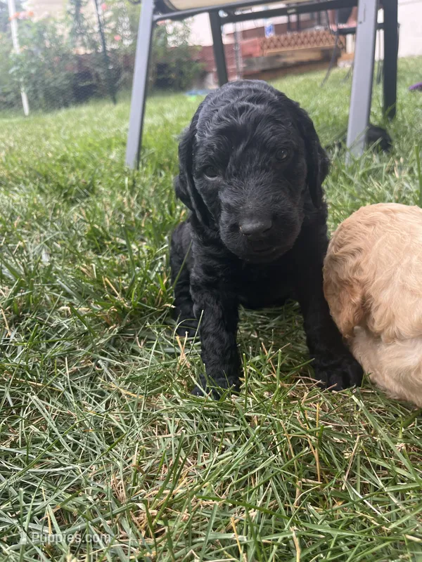 Robert – Goldendoodle puppy for sale in Reno, NV