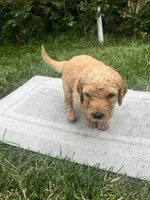 Taters, a male Goldendoodle for sale in Reno, NV – 2 of 4