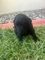 Sassafrass , a female Goldendoodle for sale in Reno, NV – 2 of 5