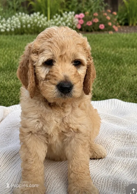 Taters – Goldendoodle puppy for sale in Reno, NV