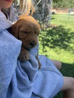 Annabelle, a female Goldendoodle for sale in Reno, NV – 5 of 5