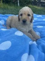 Gojo, a male Goldendoodle for sale in Reno, NV – 2 of 5