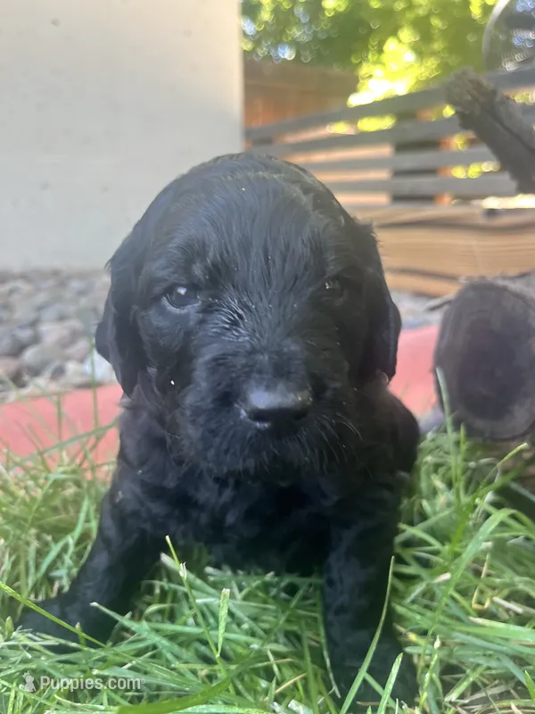 Sassafrass  – Goldendoodle puppy for sale in Reno, NV