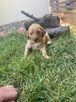 Bulldozer, a male Goldendoodle for sale in Reno, NV – 4 of 4
