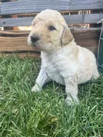 Crinkly , a male Goldendoodle for sale in Reno, NV – 3 of 5