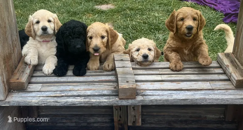 Bulldozer – Goldendoodle puppy for sale in Reno, NV