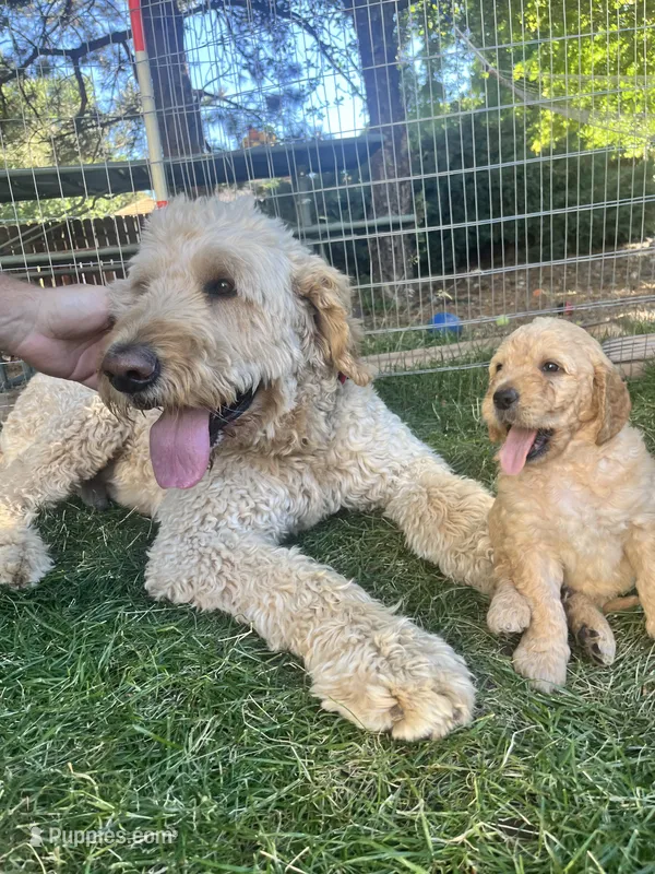 Gojo – Goldendoodle puppy for sale in Reno, NV