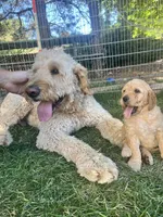 Gojo, a male Goldendoodle for sale in Reno, NV – 1 of 5