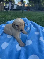 Taters, a male Goldendoodle for sale in Reno, NV – 2 of 6