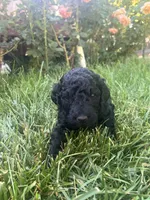 Robert, a male Goldendoodle for sale in Reno, NV – 4 of 4