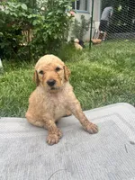 Taters, a male Goldendoodle for sale in Reno, NV – 3 of 4