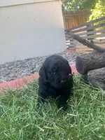 Sassafrass , a female Goldendoodle for sale in Reno, NV – 4 of 5