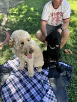 Taters, a male Goldendoodle for sale in Reno, NV – 6 of 6