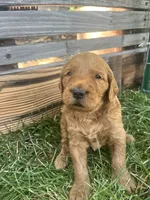Annabelle, a female Goldendoodle for sale in Reno, NV – 3 of 5
