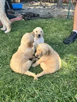 Taters, a male Goldendoodle for sale in Reno, NV – 5 of 6