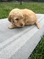Go Jo, a male Goldendoodle for sale in Reno, NV – 5 of 5