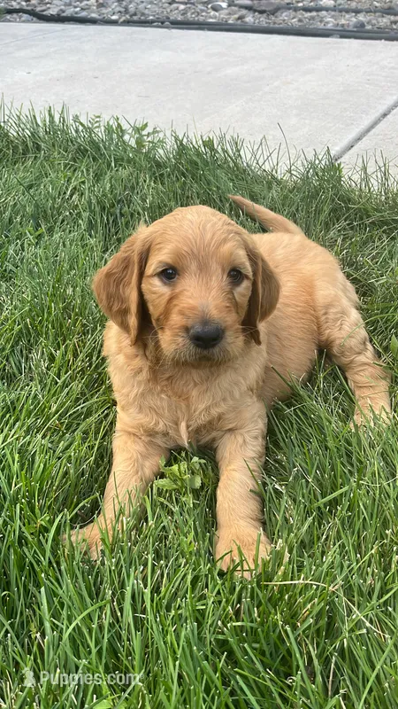 Bulldozer – Goldendoodle puppy for sale in Reno, NV