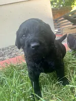 Sassafrass , a female Goldendoodle for sale in Reno, NV – 5 of 5