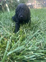 Robert, a male Goldendoodle for sale in Reno, NV – 2 of 4
