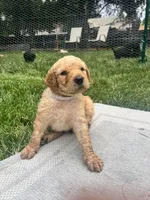Taters, a male Goldendoodle for sale in Reno, NV – 4 of 4