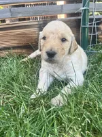 Crinkly , a male Goldendoodle for sale in Reno, NV – 2 of 5