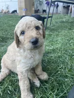 Gojo, a male Goldendoodle for sale in Reno, NV – 5 of 5