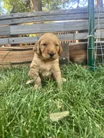 Annabelle, a female Goldendoodle for sale in Reno, NV – 4 of 5