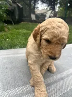 Go Jo, a male Goldendoodle for sale in Reno, NV – 4 of 5