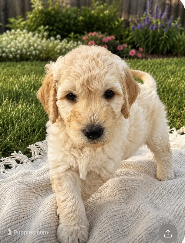 Gojo – Goldendoodle puppy for sale in Reno, NV