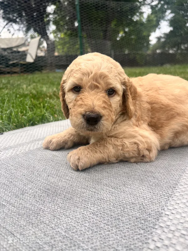Go Jo – Goldendoodle puppy for sale in Reno, NV