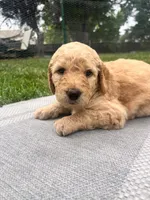 Go Jo, a male Goldendoodle for sale in Reno, NV – 1 of 5
