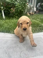 Taters, a male Goldendoodle for sale in Reno, NV – 1 of 4