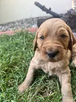 Bulldozer, a male Goldendoodle for sale in Reno, NV – 2 of 4