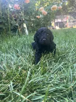 Robert, a male Goldendoodle for sale in Reno, NV – 3 of 4