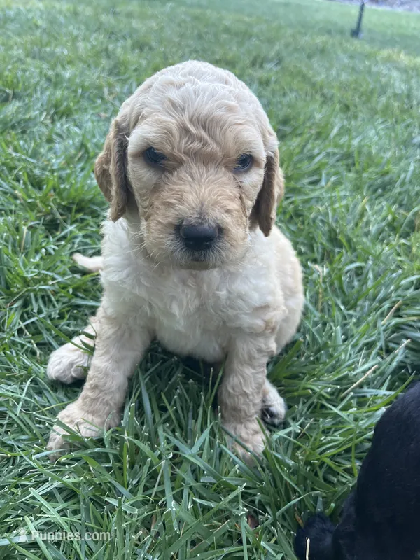Taters – Goldendoodle puppy for sale in Reno, NV