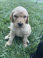 Taters, a male Goldendoodle for sale in Reno, NV – 1 of 6