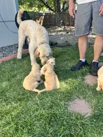 Taters, a male Goldendoodle for sale in Reno, NV – 3 of 6