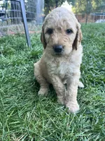 Gojo, a male Goldendoodle for sale in Reno, NV – 3 of 5